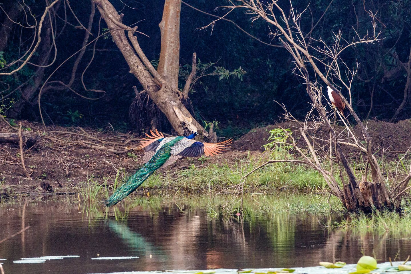 Blauer Pfau